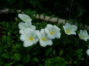 file0052