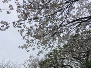 鹿児島　（舞研　本村様撮影）