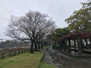 鹿児島　（舞研　本村様撮影）