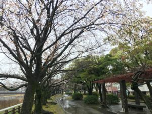 鹿児島　（舞研　本村様撮影）