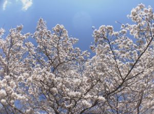 桜2.jpg