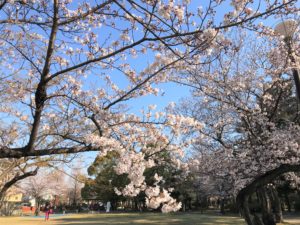 桜_名古屋.jpg