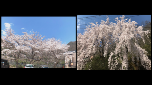 桜１.png