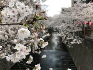 桜＿目黒川沿い.JPG