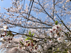 岡山_桜2020.png