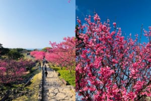 寒緋桜.jpg