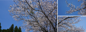 ＭＢＣサンステージ.png