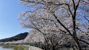 桜.jpg
