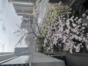 さくら前線.jpg