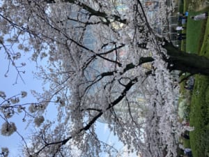 春爛漫0322.JPG