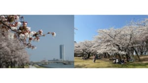 桜前線3.JPG