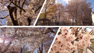 札幌気象台.jpg