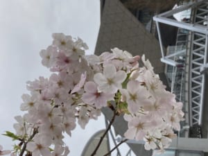 IMG_0127.JPG