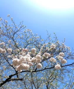 sakura.jpg