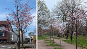 釧路の桜エゾヤマザクラ.png